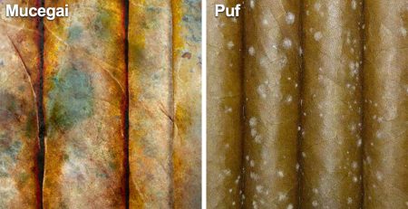 care sunt diferentele dintr un trabuc cu mucegai si un trabuc cu puf