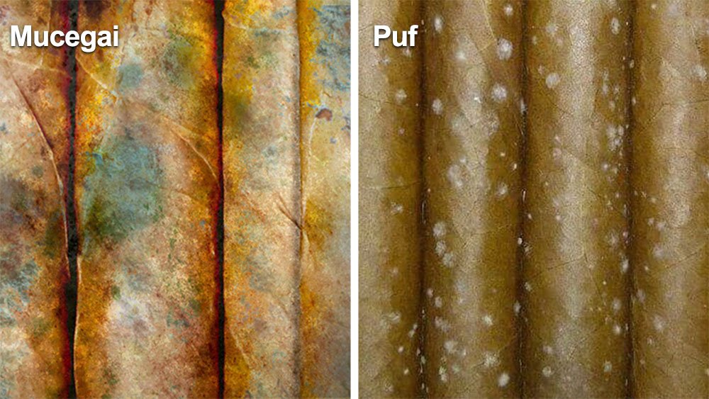 care sunt diferentele dintr un trabuc cu mucegai si un trabuc cu puf